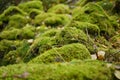 Beautiful Bright Green moss grown up cover the rough stones and on the floor in the forest Royalty Free Stock Photo