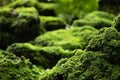 Beautiful Bright Green moss grown up cover the rough stones and on the floor in the forest. Show with macro view. Royalty Free Stock Photo