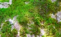 Beautiful Bright Green moss grown up cover the rough stones and on the floor in the forest. Show with macro view. Rocks full of Royalty Free Stock Photo