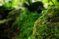 Beautiful Bright Green moss grown up cover the rough stones and on the floor in the forest. Show with macro view. Royalty Free Stock Photo