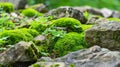 Beautiful Bright Green moss grown up cover the rough stones and on the floor in the forest. Royalty Free Stock Photo