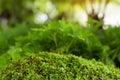 Beautiful Bright Green moss grown up cover the rough stones and on the floor in the forest. Show with macro view. Rocks full of th Royalty Free Stock Photo