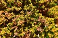 Beautiful bright green moss grown up cover the rough stones in the forest. Macro view Royalty Free Stock Photo