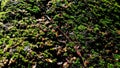 Beautiful Bright Green moss grown up cover the rough wood and rock on the floor in the forest. Show with macro view Royalty Free Stock Photo