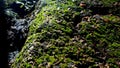 Beautiful Bright Green moss grown up cover the rough wood and rock on the floor in the forest. Show with macro view Royalty Free Stock Photo