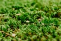 Beautiful Bright Green moss macro view. Fresh nature for wallpaper.Moss texture, background with copy space.Close up green moss, Royalty Free Stock Photo