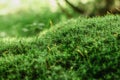 Beautiful Bright Green moss macro view. Fresh nature for wallpaper.Moss texture, background with copy space.Close up Royalty Free Stock Photo