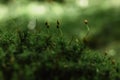 Beautiful Bright Green moss macro view. Fresh nature for wallpaper.Moss texture, background with copy space.Close up Royalty Free Stock Photo