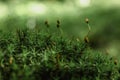 Beautiful Bright Green moss macro view. Fresh nature for wallpaper.Moss texture, background with copy space.Close up Royalty Free Stock Photo