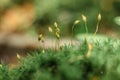 Beautiful Bright Green moss macro view. Fresh nature for wallpaper.Moss texture, background with copy space.Close up Royalty Free Stock Photo
