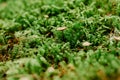 Beautiful Bright Green moss macro view. Fresh nature for wallpaper.Moss texture, background with copy space.Close up green moss, Royalty Free Stock Photo