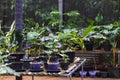 Beautiful bright green rhododendron plants seedlings in pots in greenhouse, garden in spring. Royalty Free Stock Photo