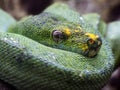 Beautiful bright green tree python snake with grey eyes coiled up