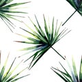 Beautiful bright green tropical wonderful hawaii floral herbal summer diagonal pattern of a palms watercolor Royalty Free Stock Photo