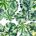Beautiful bright green tropical wonderful hawaii floral herbal summer pattern of a monstera palms watercolor hand Royalty Free Stock Photo