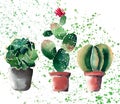 Beautiful bright herbal beautiful wonderful floral herbal gorgeous cute spring colorful three cactus in clay pots watercolor