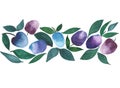 Beautiful bright juicy plums purple and blue watercolor hand sketch