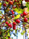 Beautiful, bright, juicy, ripe, red apples on a branch of an Apple tree closeup. Autumn harvest. The variety of apples, Ranetki.