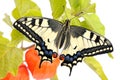 Swallowtail Papilio machaon butterfly Royalty Free Stock Photo