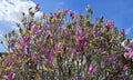 Beautiful bright Magnolia flowers on blue sky background Royalty Free Stock Photo