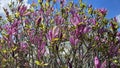 Beautiful bright magnolia flowers on blue sky background Royalty Free Stock Photo