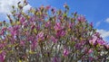 Beautiful bright magnolia flowers on blue sky background Royalty Free Stock Photo