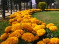 Bright marigold flowers in a park