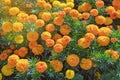 Beautiful bright Marigold flowers Tagetes in garden