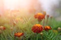Beautiful bright marigolds flower on nature