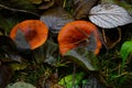 Beautiful bright mushrooms in the foliage in autumn in the forest Royalty Free Stock Photo