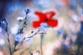 Beautiful bright natural background with small flowers of blue flax and red and pink poppies grow on a gentle summer meadow Royalty Free Stock Photo