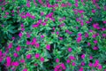 Beautiful bright night flower Mirabilis, royal beard, flowers