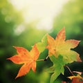 Beautiful bright orang and green tree leaves close up in Fall season in the park against blurred background. Start of Royalty Free Stock Photo