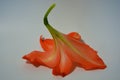 Beautiful and bright orange amaryllis buds bloomed this winter. Speckled flowers growing from a bulb in a crimson, pink pot.