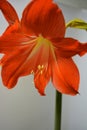 Beautiful and bright orange amaryllis buds bloomed this winter. Speckled flowers growing from a bulb in a crimson, pink pot.