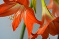 Beautiful and bright orange amaryllis buds bloomed this winter. Speckled flowers growing from a bulb in a crimson, pink pot.