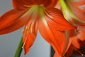 Beautiful and bright orange amaryllis buds bloomed this winter. Speckled flowers growing from a bulb in a crimson, pink pot.