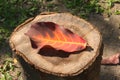 Beautiful, bright orange and brown large Thai leaf, fallen on a forest wood stump.