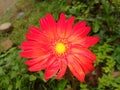 Beautiful bright orange colored Zinnias flower