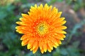 A Beautiful Orange Daisy Flower with Raindrops Royalty Free Stock Photo