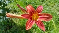 Beautiful bright Orange day-lily on a summer garden Royalty Free Stock Photo