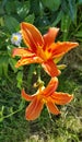 Beautiful bright orange day-lily on a sunny summer garden Royalty Free Stock Photo