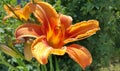 Beautiful bright orange day-lily on a sunny summer garden Royalty Free Stock Photo