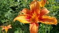 Beautiful bright Orange daylily on a sunny summer garden Royalty Free Stock Photo