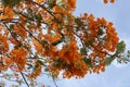 Beautiful bright orange flower