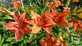 Beautiful bright orange flowers of  Day-Lily on a sunny summer garden Royalty Free Stock Photo