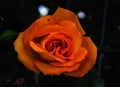 Bright orange rose bush flower Royalty Free Stock Photo