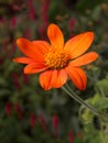 Vibrant Orange Mexican Sunflower in Soft Focus Garden