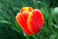 Beautiful bright orange tulip bloom in the garden in all its glory Royalty Free Stock Photo