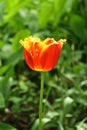 Beautiful bright orange tulip bloom in the garden on a sunny day Royalty Free Stock Photo